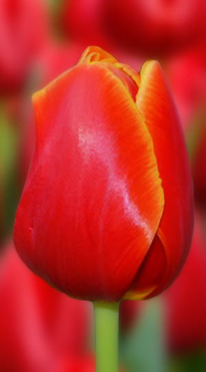tulipa-verandi