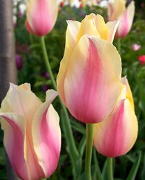Тюльпан Blushing Lady (Tulip Blushing Lady)