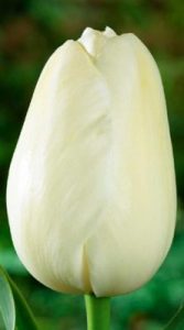 Тюльпан Маурін