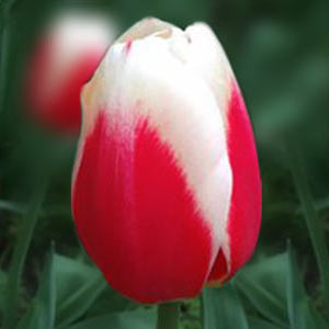 Тюльпани від 25 шт каталог цибулинних Осінь
