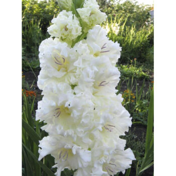 Gladiolus Snowy Frizzle