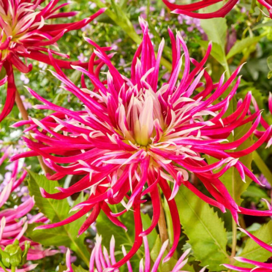 Жоржина кактусоподібна Hollyhill Spiderwoman