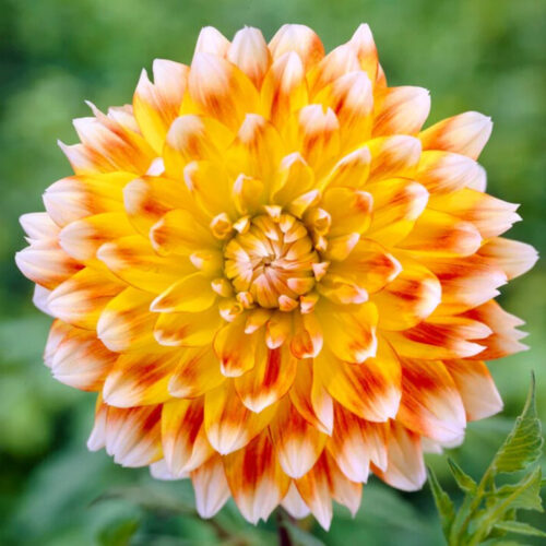 Жоржина декоративна Peaches and Cream