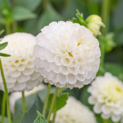 Жоржина помпонна Snowflake