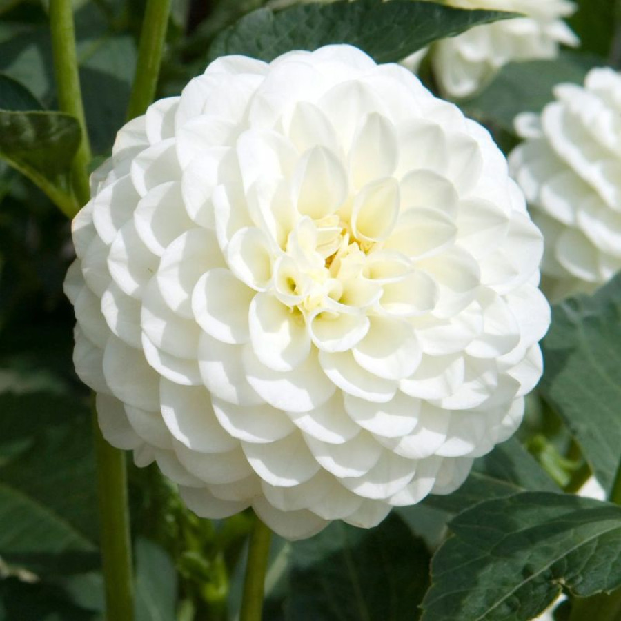 Жоржина помпонна White Aster