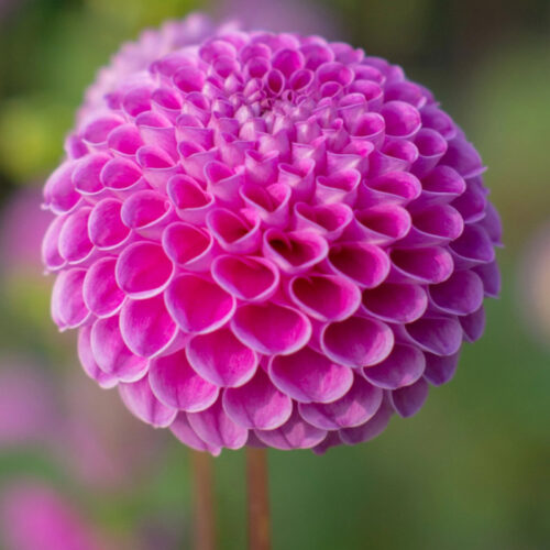 Жоржина помпонна Franz Kafka