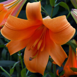 Lilium African Queen