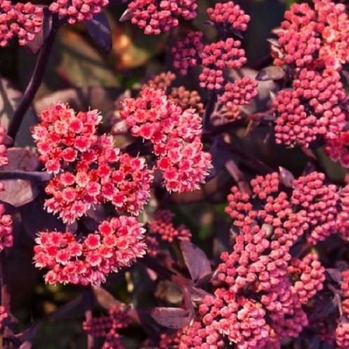 Седум Karfunkelstein саджанець у контейнері 0,5 л