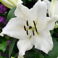 Lilium Villa blanca