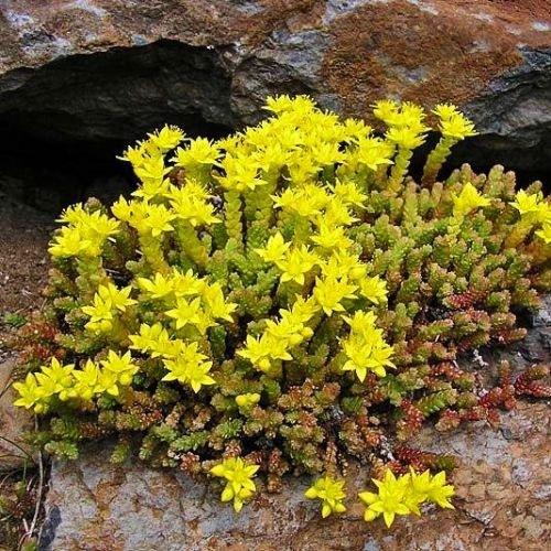 Седум Acre саджанець у контейнері 0,5 л