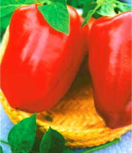 Перець солодкий Анастасія