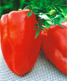 Перець солодкий Антей