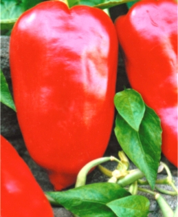 Перець солодкий Богатир