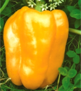 Перець солодкий Золотий фазан