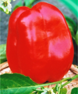 Перець солодкий Червоний дивосвіт