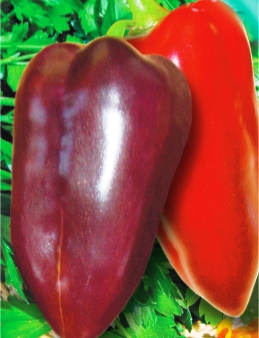 Перець солодкий Лайлак Белл