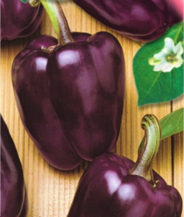 Перець солодкий Ода