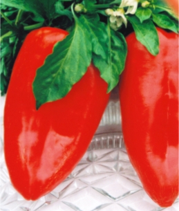 Перець солодкий Поланська Бабура