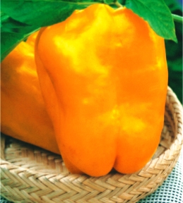 Перець солодкий Етюда