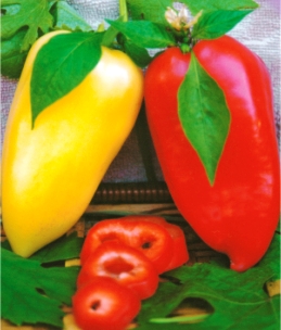 Перець солодкий Айвенго