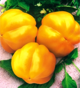 Перець солодкий Золотий ювілей