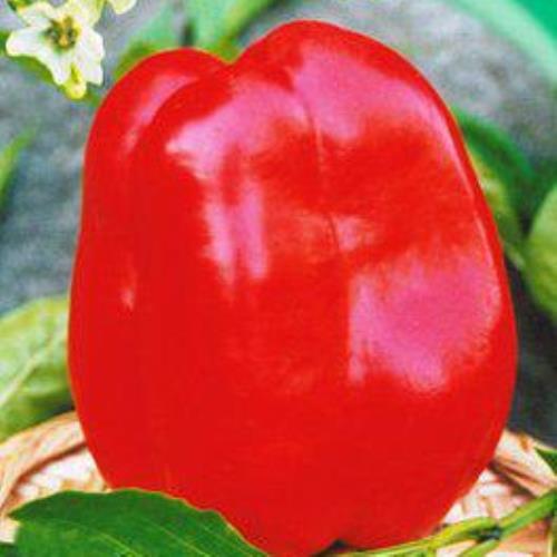 Перець солодкий Чудо світу