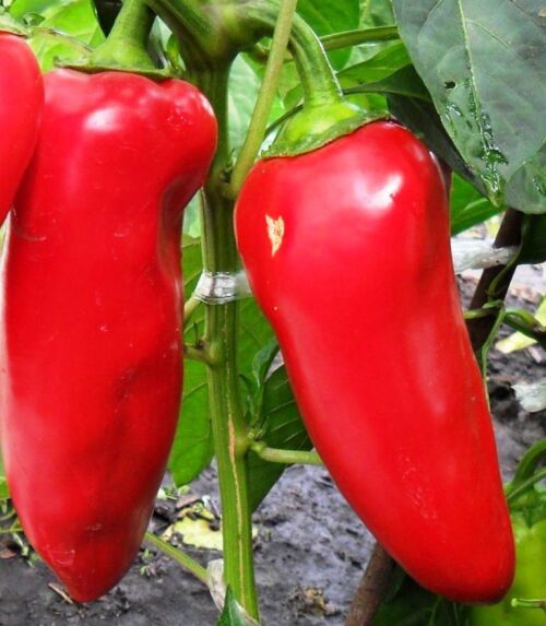 Перець солодкий Волове вухо