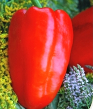 Перець солодкий Атлант