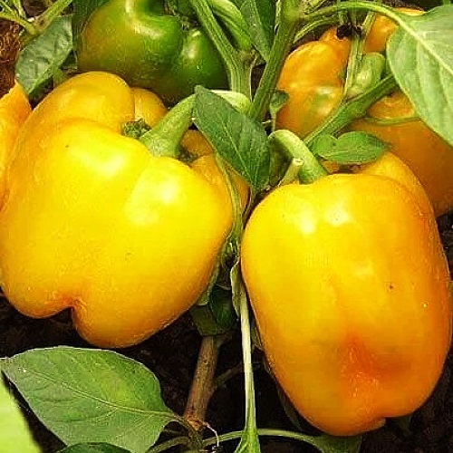 Перець солодкий Біг Мама жовтий