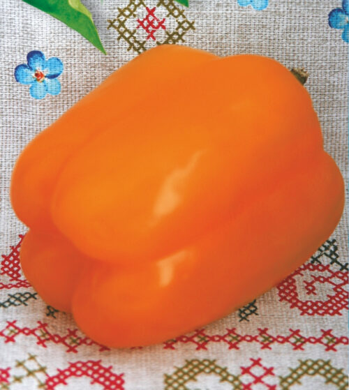 Перець солодкий Злато скіфів