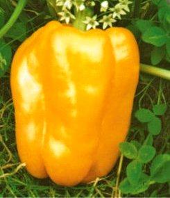 Перець солодкий Марта Полька жовтий