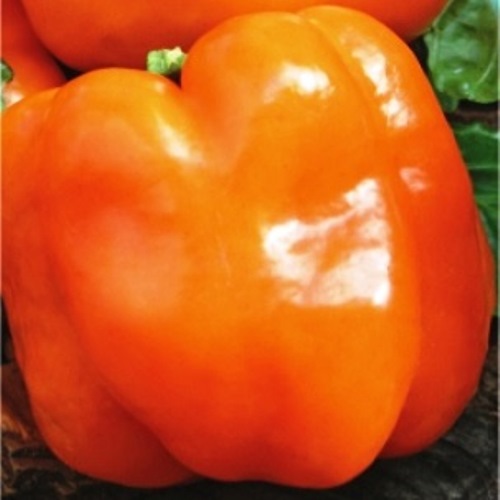 Перець солодкий Бугай