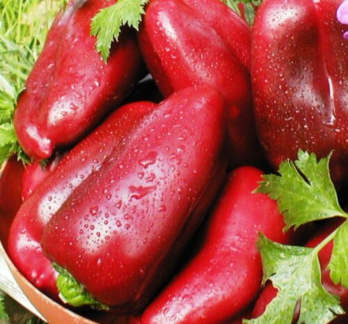 Перець солодкий Вероніка