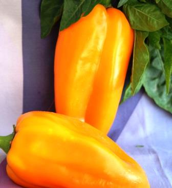 Перець солодкий Венгерський