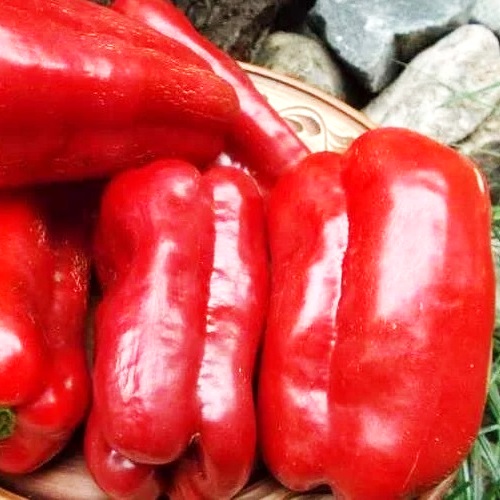 Перець солодкий Ідеал