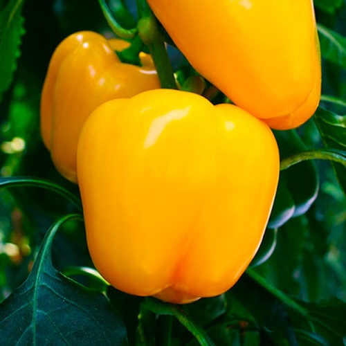 Перець солодкий Золоте диво