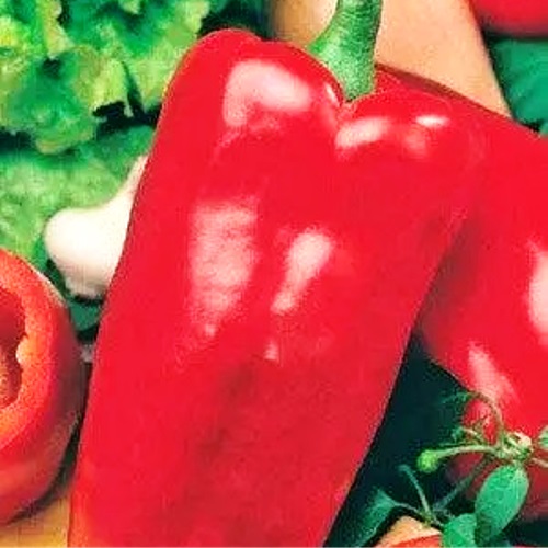 Перець солодкий Орфей