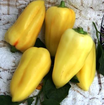 Перець солодкий Білосніжка
