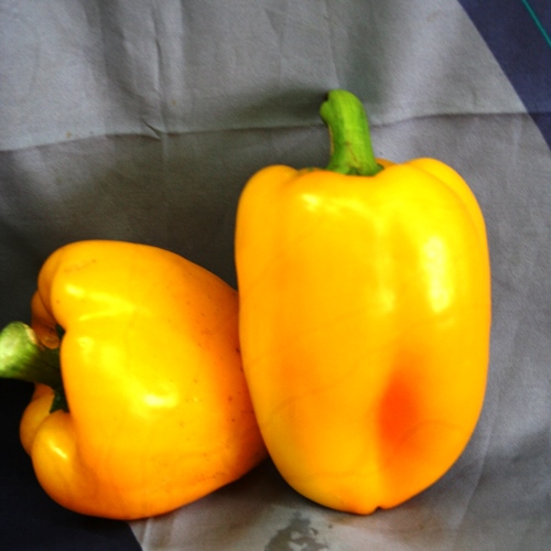 Перець солодкий Золотий бочок