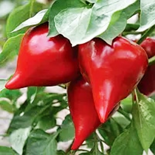 Перець солодкий Шапка гнома