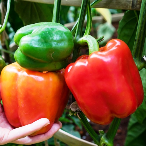 Перець солодкий Дакар