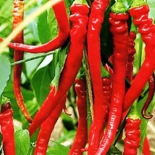 Перець солодкий Пітон