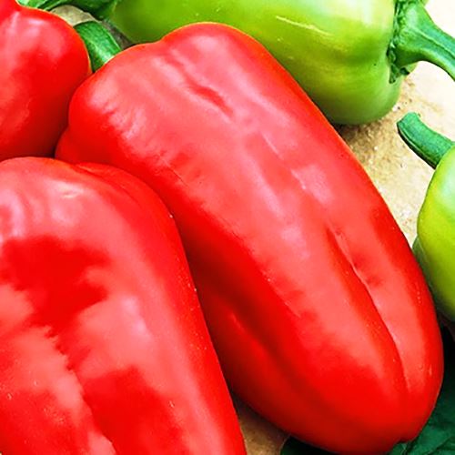 Перець солодкий Домінатор