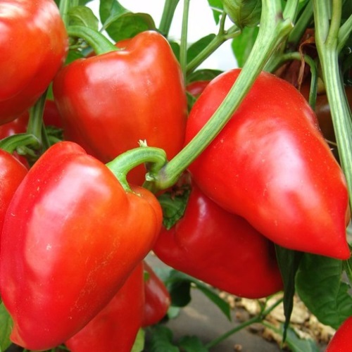 Перець солодкий Політ