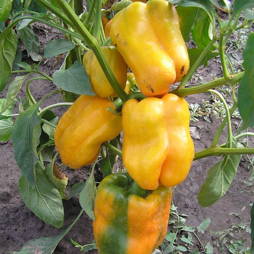 Перець солодкий Рання сенсація