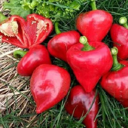 Перець солодкий Леся