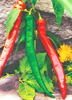 Перець гіркий Каєнський