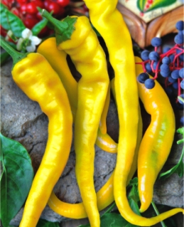 Перець гіркий Баранячий ріг жовтий