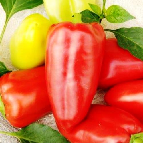 Перець солодкий Вундеркінд