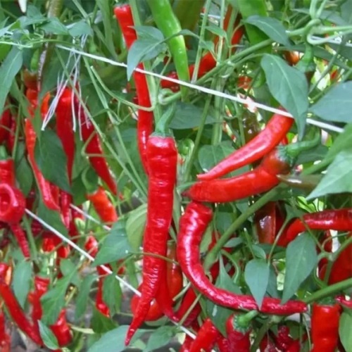 Перець гіркий Баранячий ріг червоний